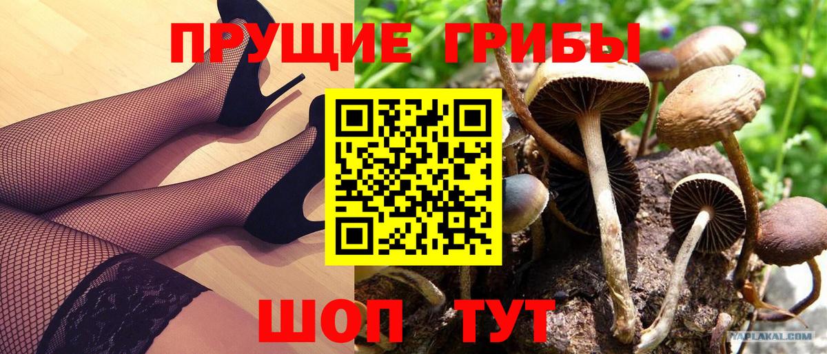 Псилоцибиновые грибы GOLDEN TEACHER Сатка